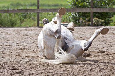 Amstel1_29